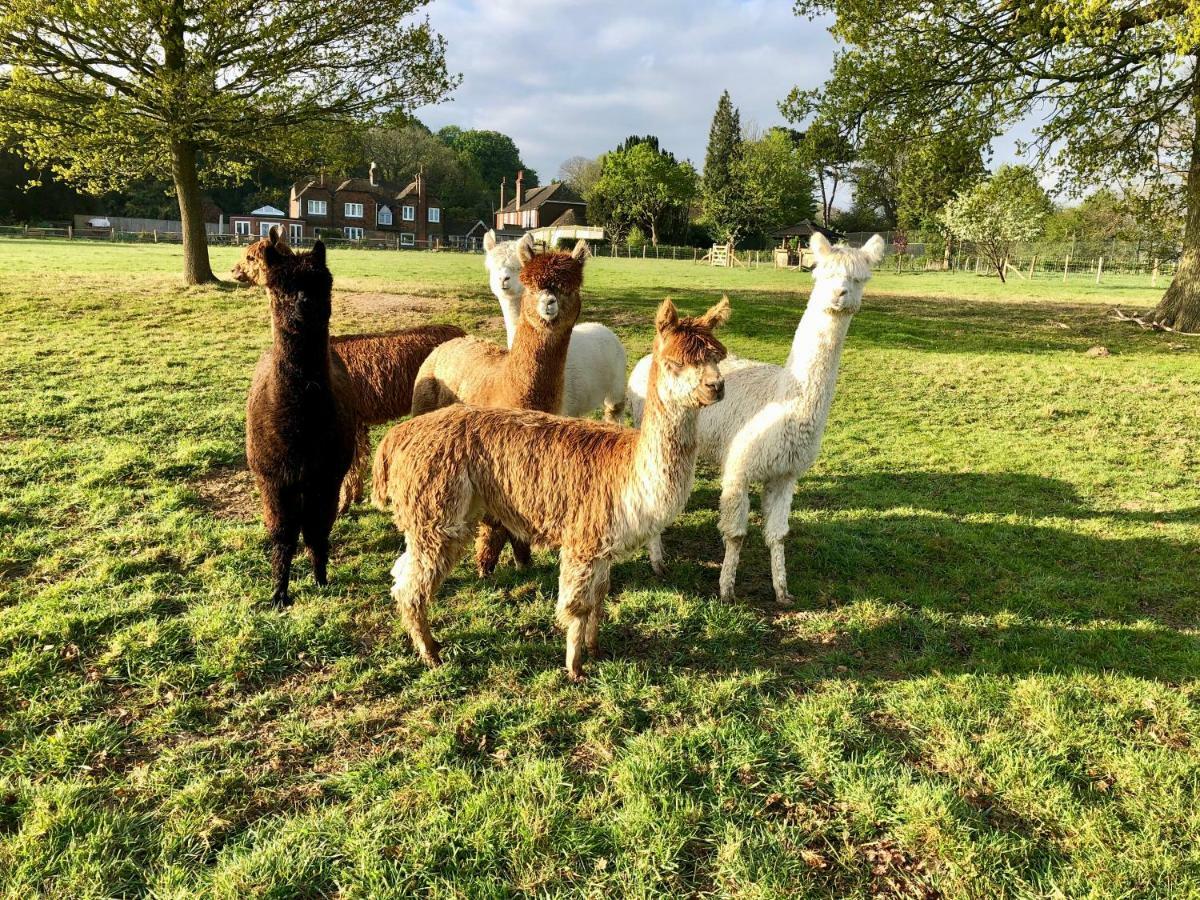 Bewl Rookery B&B Wadhurst 外观 照片